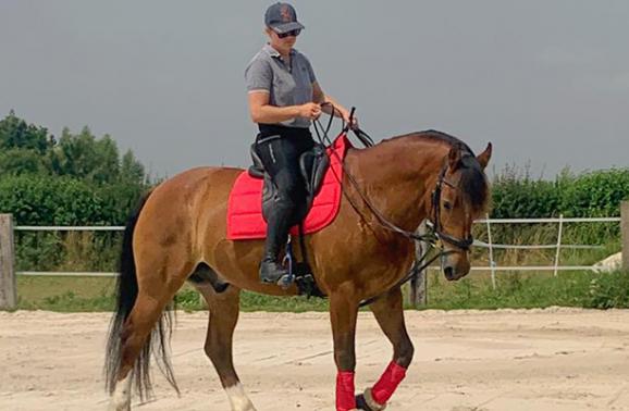 dressage cheval